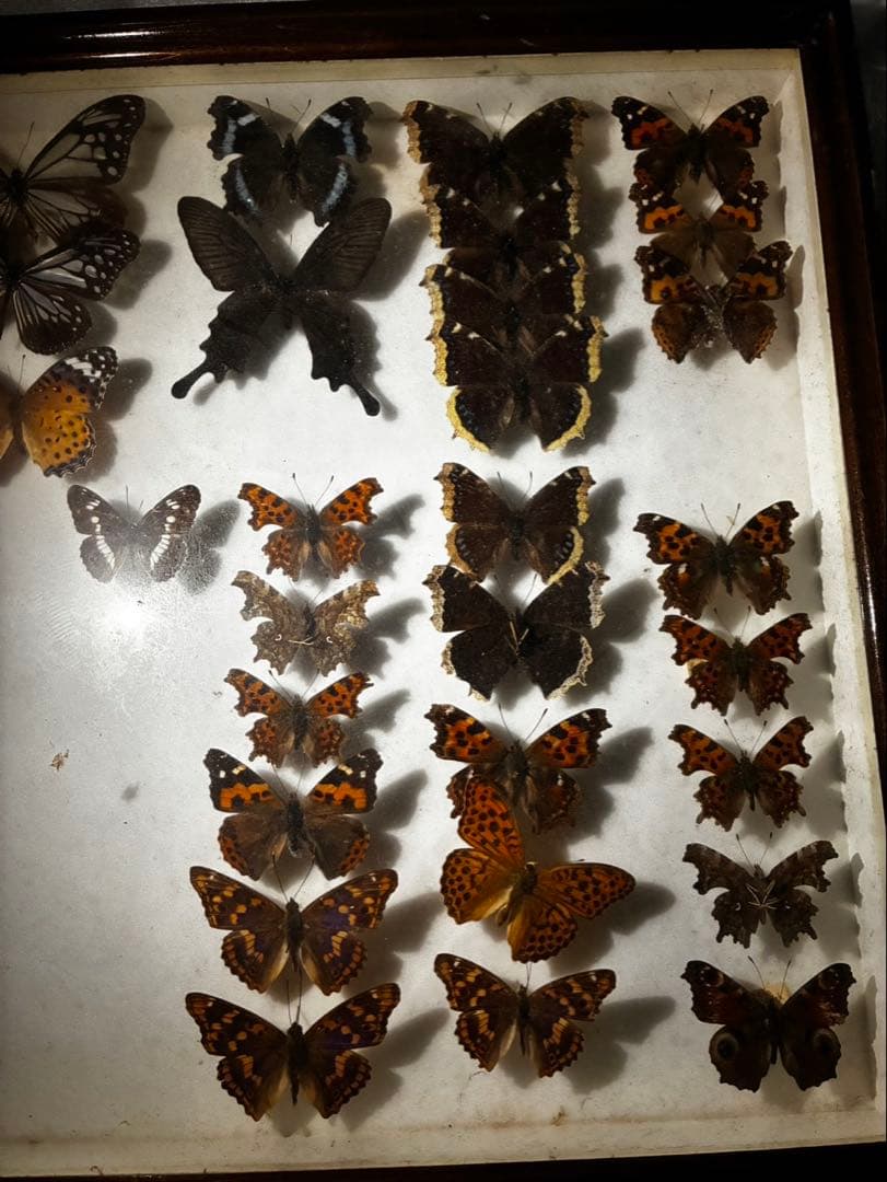 蝶　昆虫　カブトムシ　クワガタなどの標本　３つセット