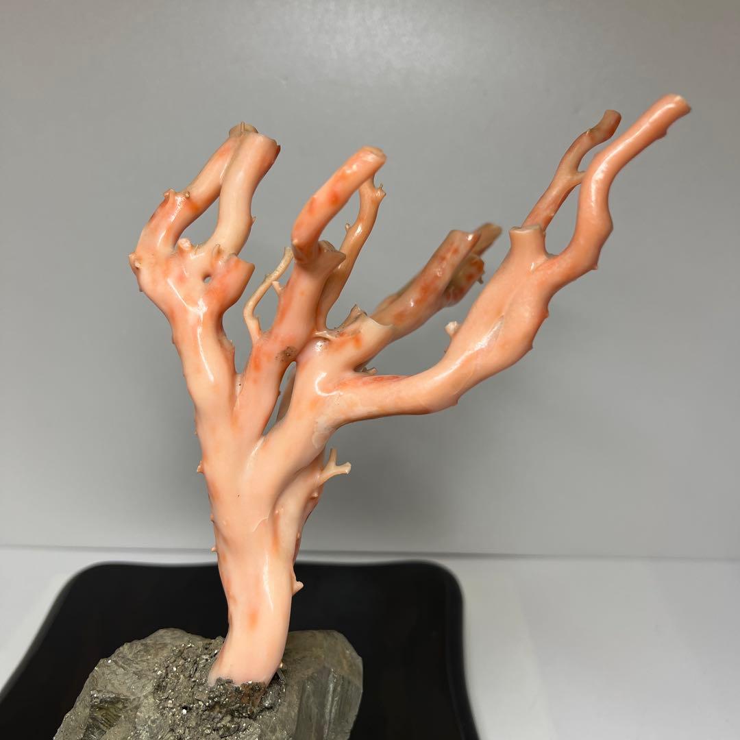 特大　極太桃色珊瑚　台付　3674g 東Y7-1106☆2Fトコオ