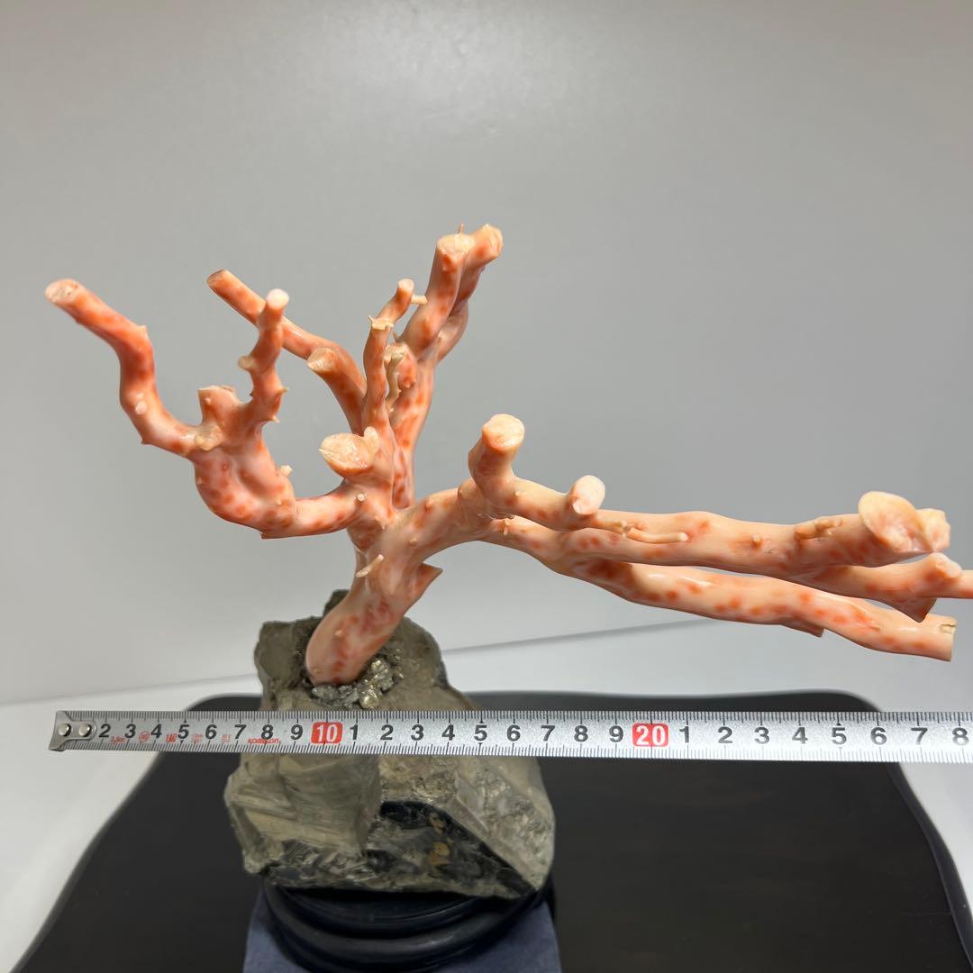 特大　極太桃色珊瑚　台付　3674g 東Y7-1106☆2Fトコオ