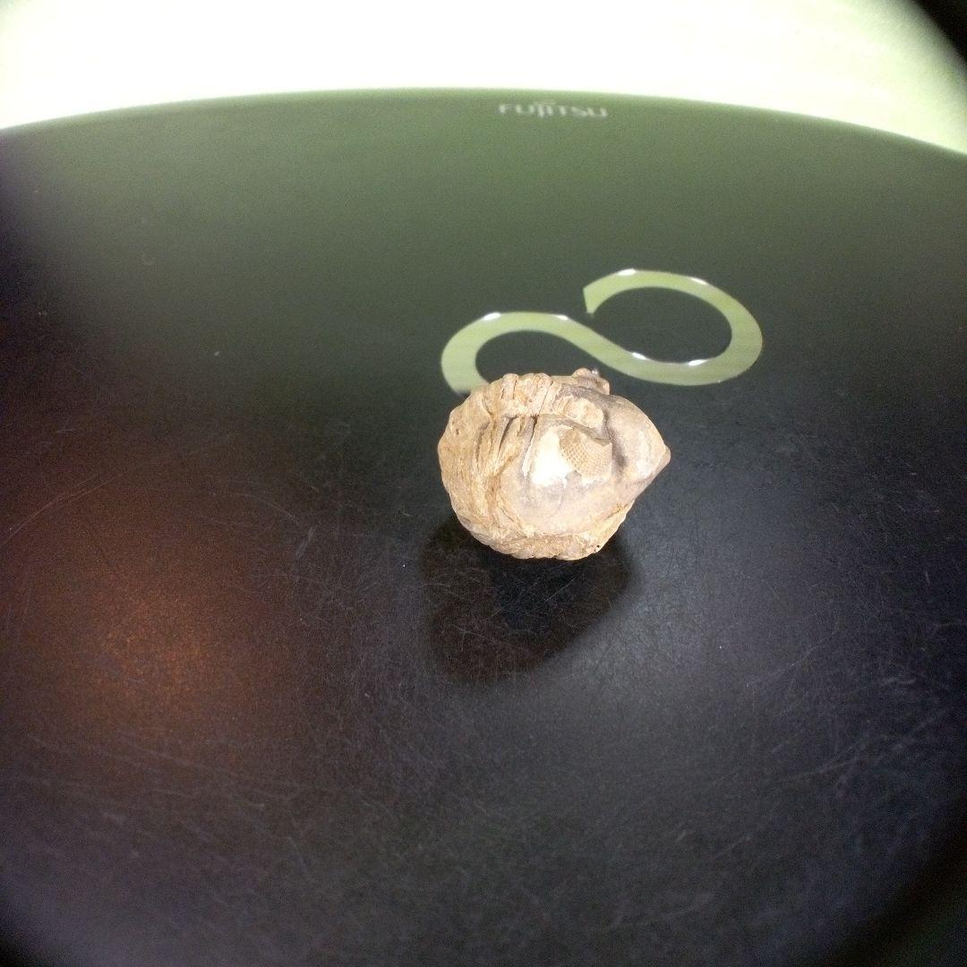 三葉虫　化石　fossil　ボリビア産　trilobite　海生動物個体②