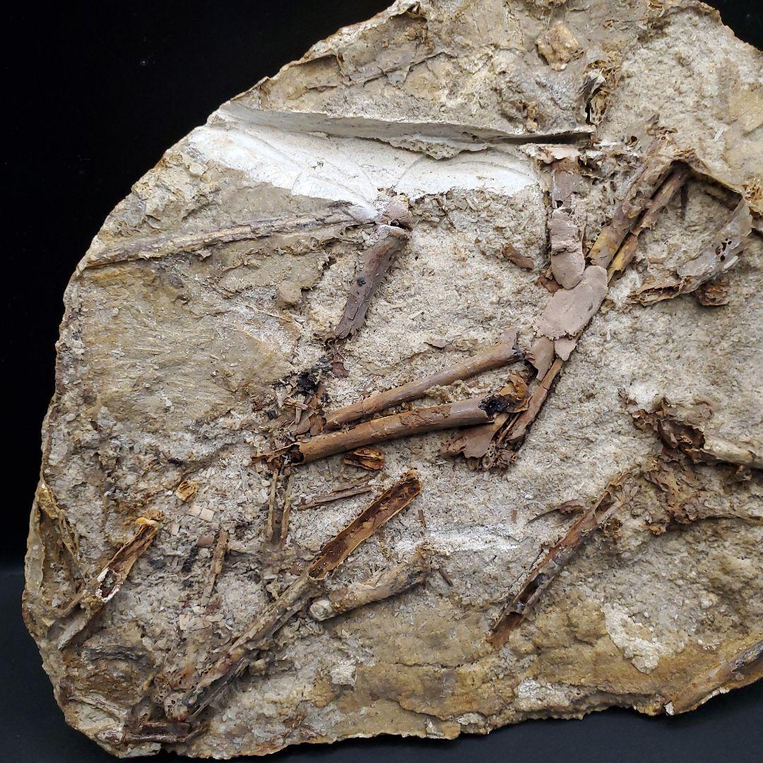 博物館級 タペヤラ 化石 部分骨格 恐竜 ブラジル産 197.35mm fr56