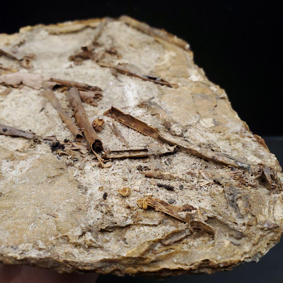 博物館級 タペヤラ 化石 部分骨格 恐竜 ブラジル産 197.35mm fr56