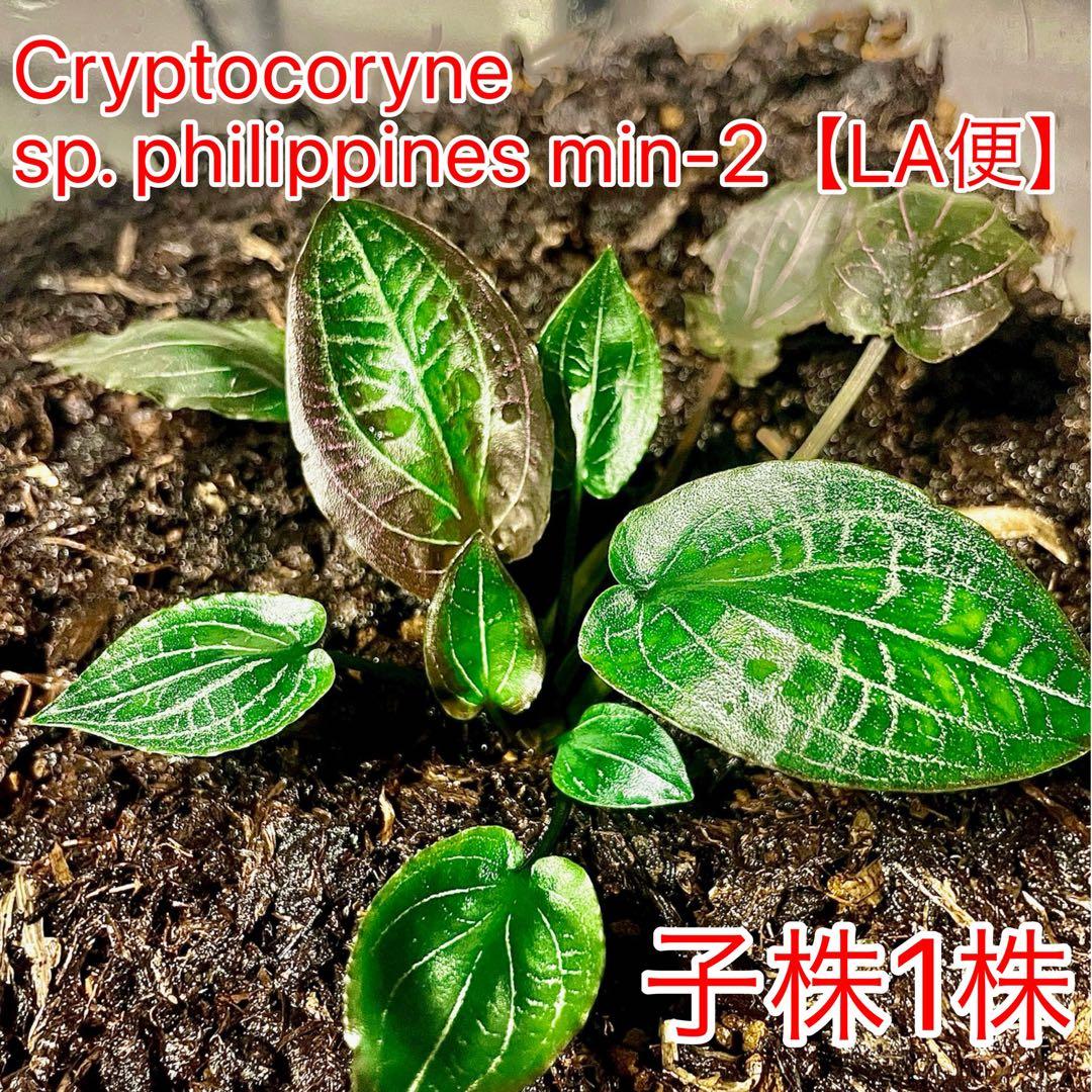 Cryptocoryne sp. philippines min-2【LA便】