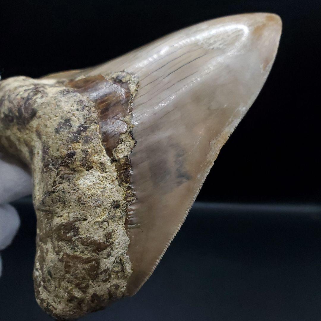 極上 メガロドン 歯 化石 本物 インドネシア 127.05mm mg8