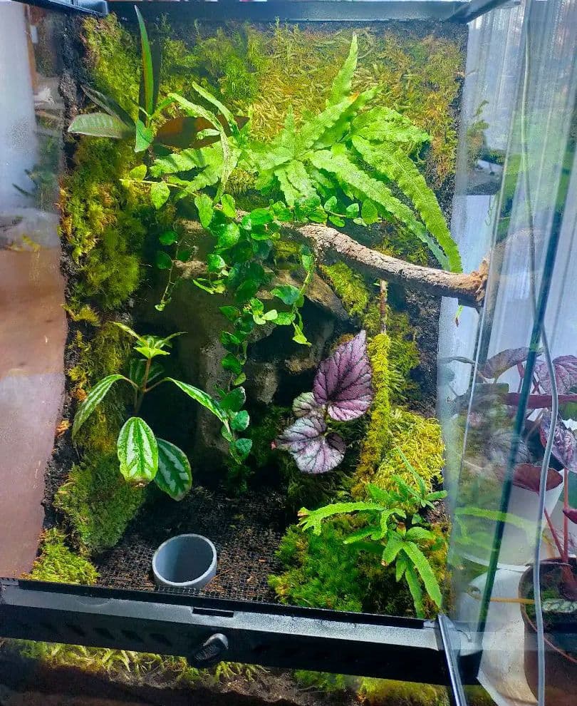 天然苔テラリウムケージ完成品、隠れ家や渡り棒付き、カエル、イモリなど