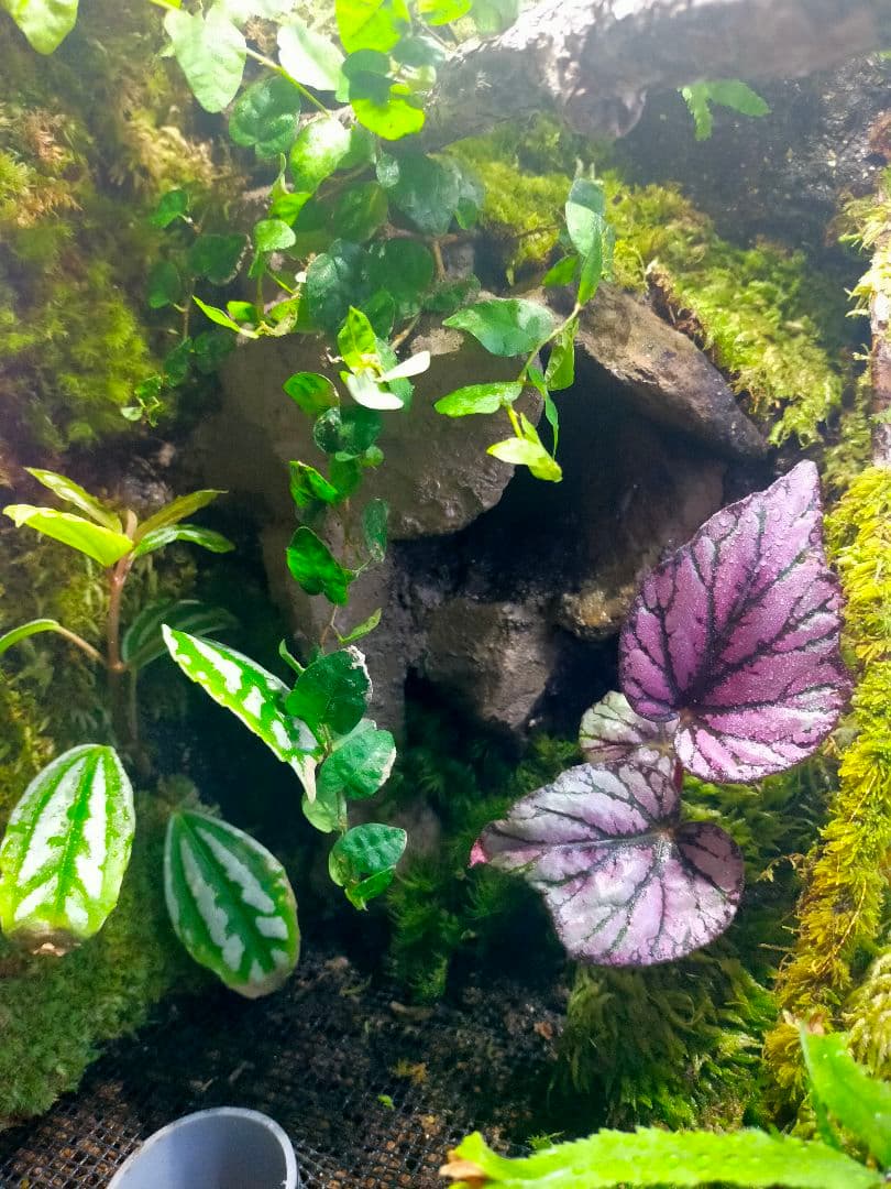 天然苔テラリウムケージ完成品、隠れ家や渡り棒付き、カエル、イモリなど