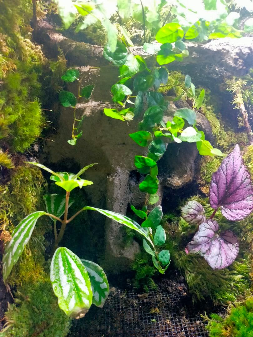 天然苔テラリウムケージ完成品、隠れ家や渡り棒付き、カエル、イモリなど