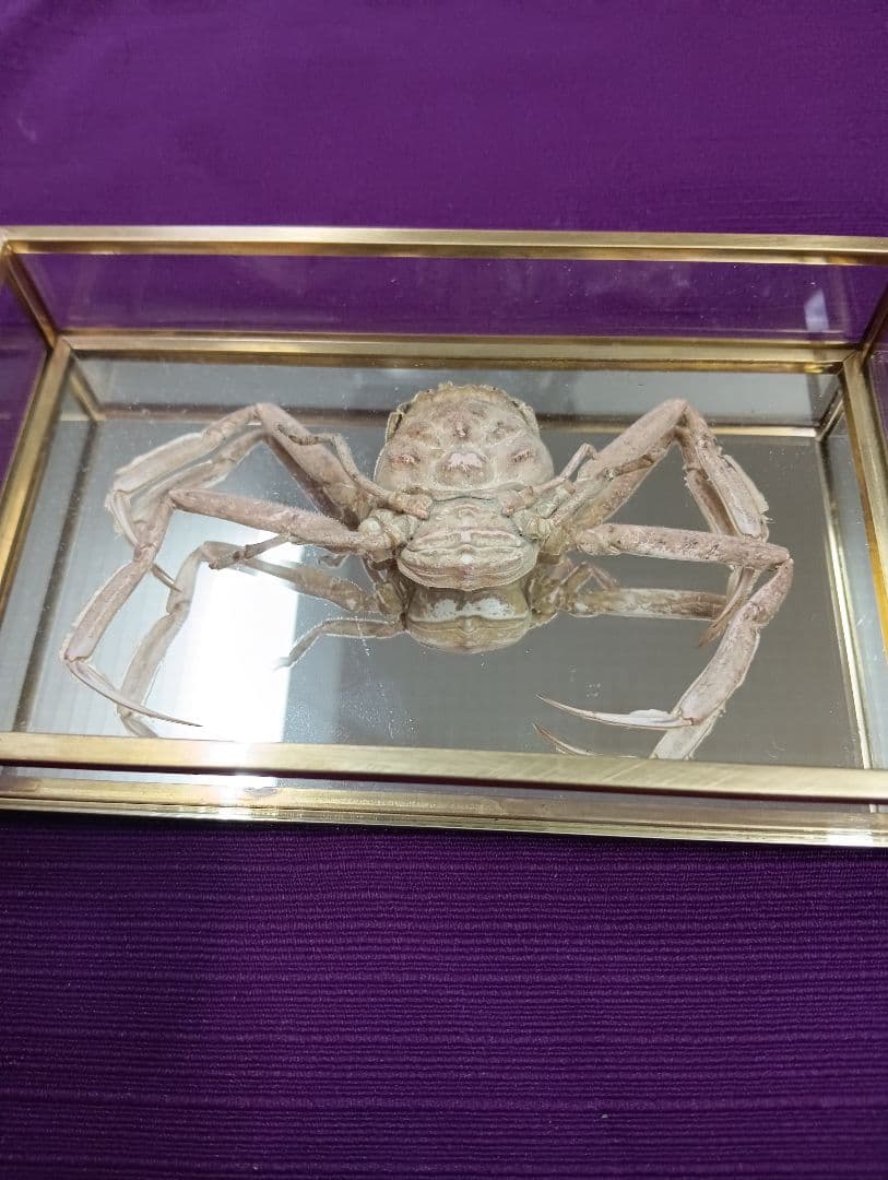 源平合戦古戦場讃岐屋島壇ノ浦周防下関檀之浦戦い平家武者怨霊海底人面蟹標本品