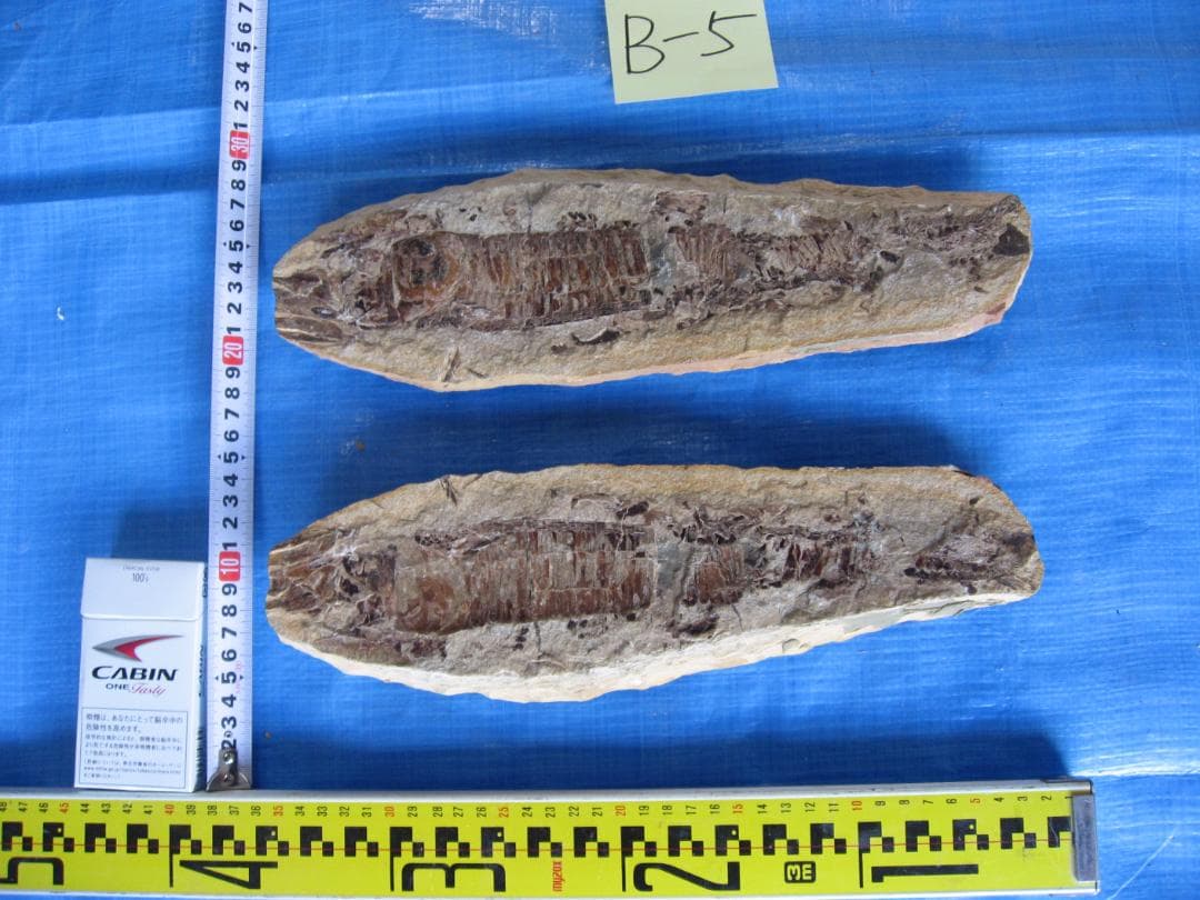 化石　F-2 B-4 D-4