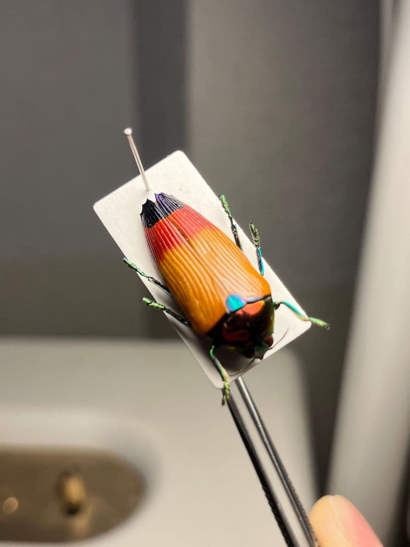 【26mm】ツマルリハデムカシタマムシ 標本 スハンダエ プラチナコガネ