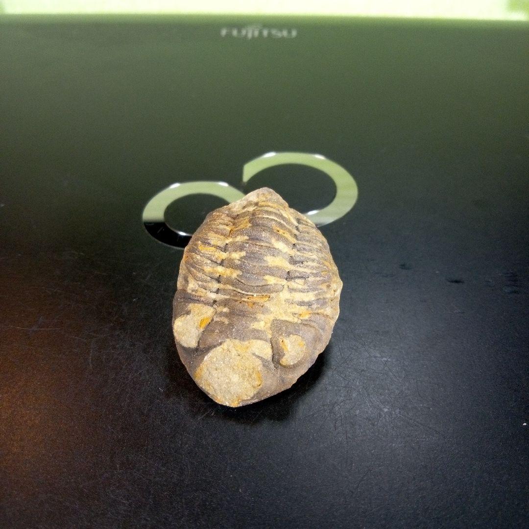 三葉虫　化石　ボリビア産　南アメリカ　trilobite　南米産fossil②