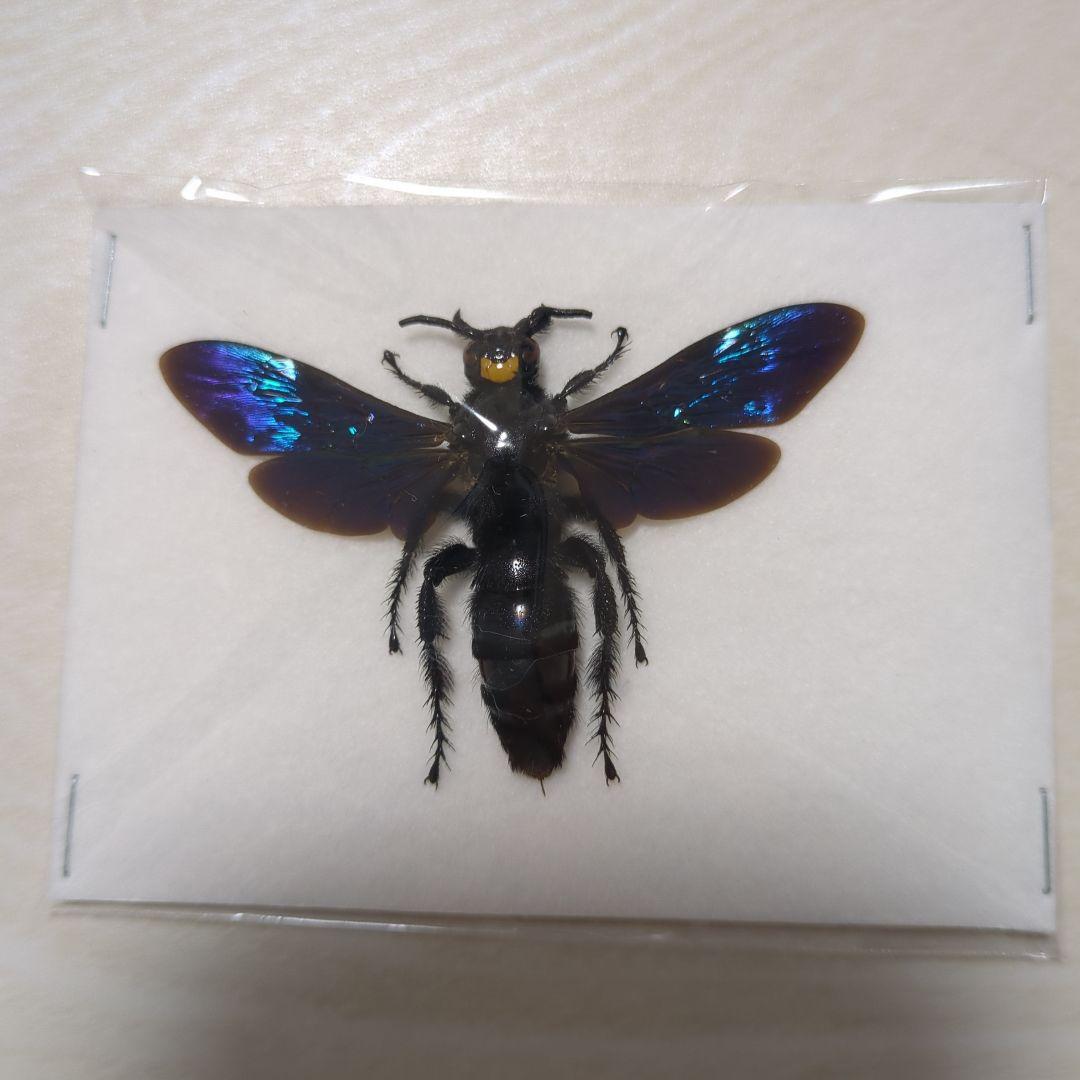 美麗　ツチバチ　ペア　ペレン島　標本