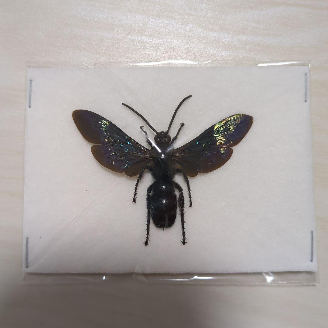 美麗　ツチバチ　ペア　ペレン島　標本