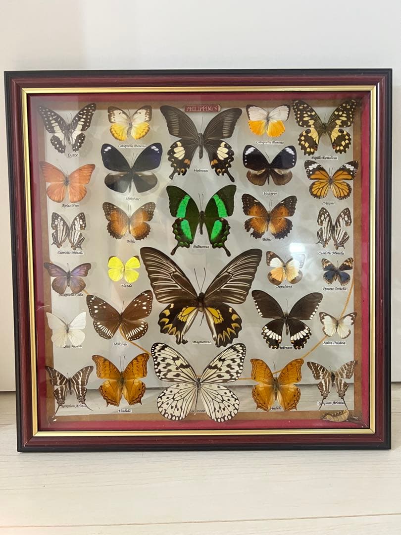 蝶の標本 24種類 ガラスケース入り