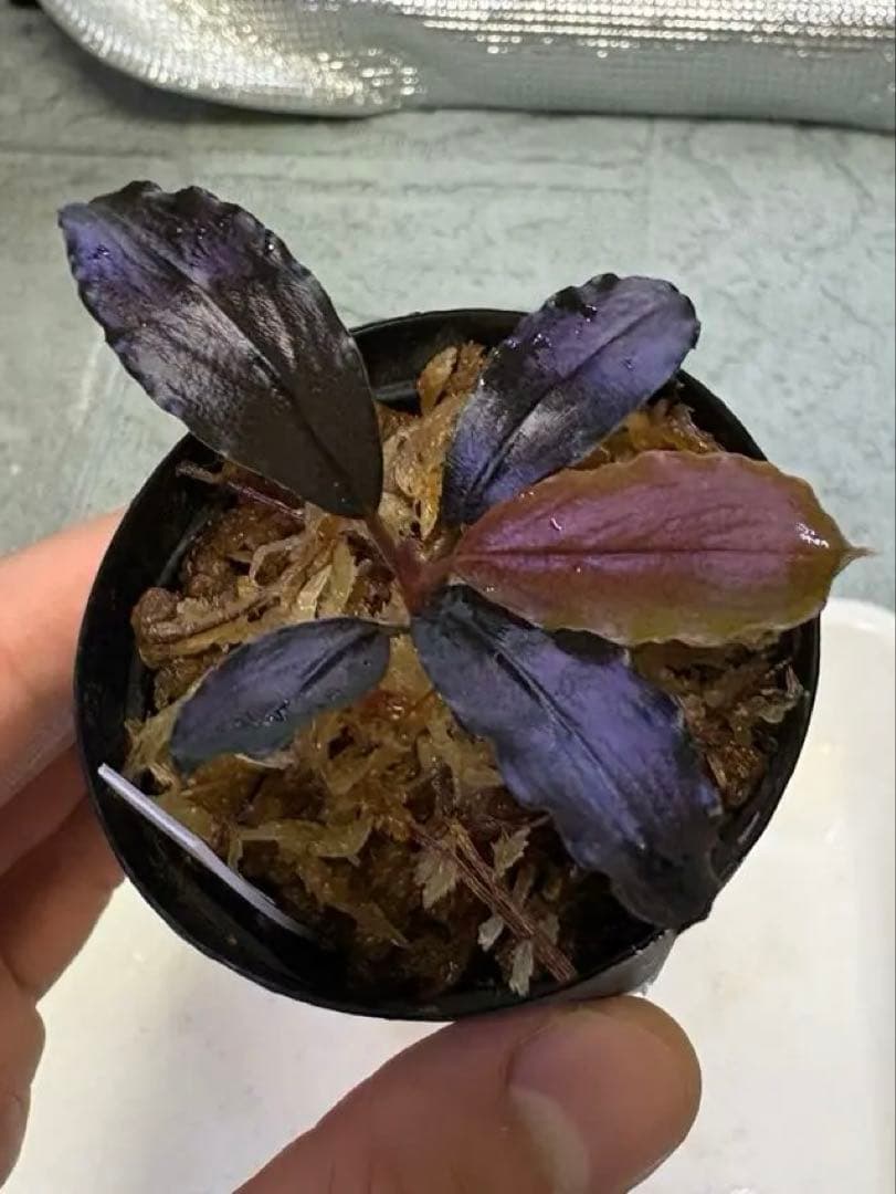 y*t様 Bucephalandra sp. Theia Blue