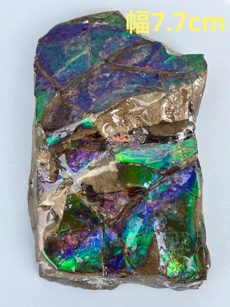 化石　原石　アンモライト　アンモナイト　幅7.7cm カナダ産　箱付き