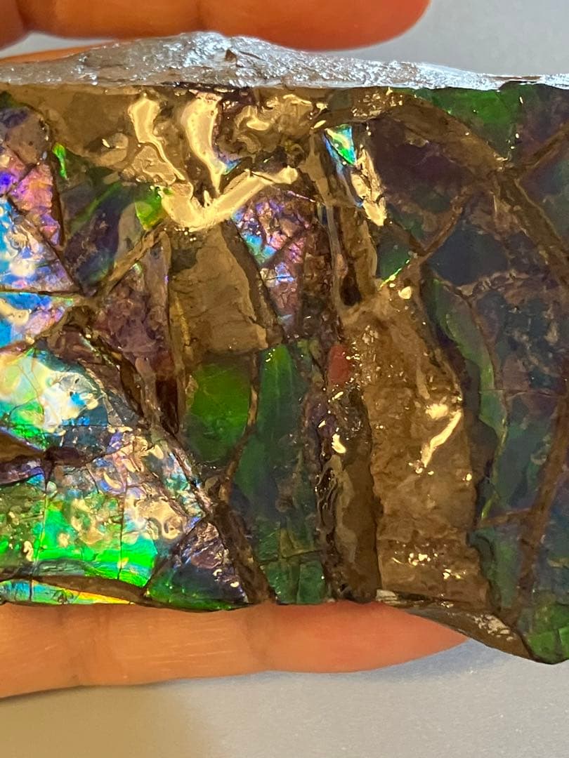 化石　原石　アンモライト　アンモナイト　幅7.7cm カナダ産　箱付き