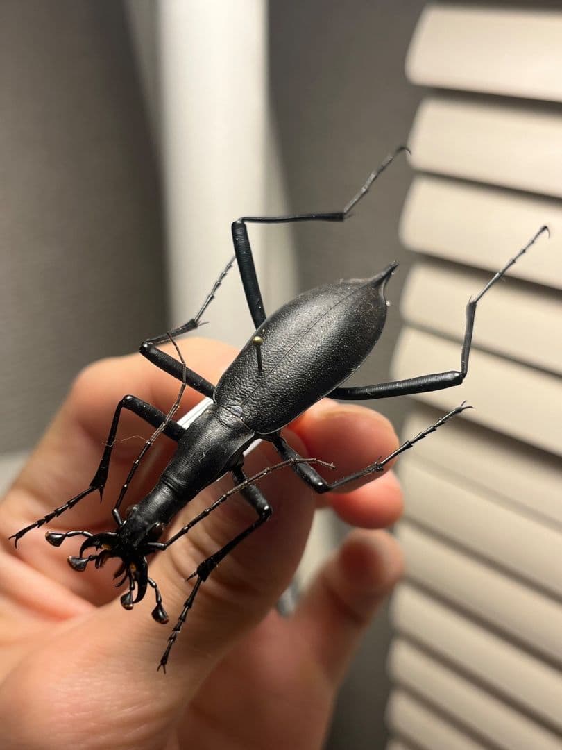 【蝸牛被最大種】フクエマイマイカブリ ホンマイマイカブリ 昆虫標本