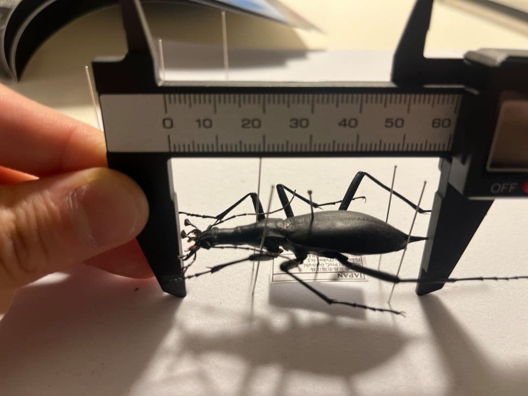 【蝸牛被最大種】フクエマイマイカブリ ホンマイマイカブリ 昆虫標本