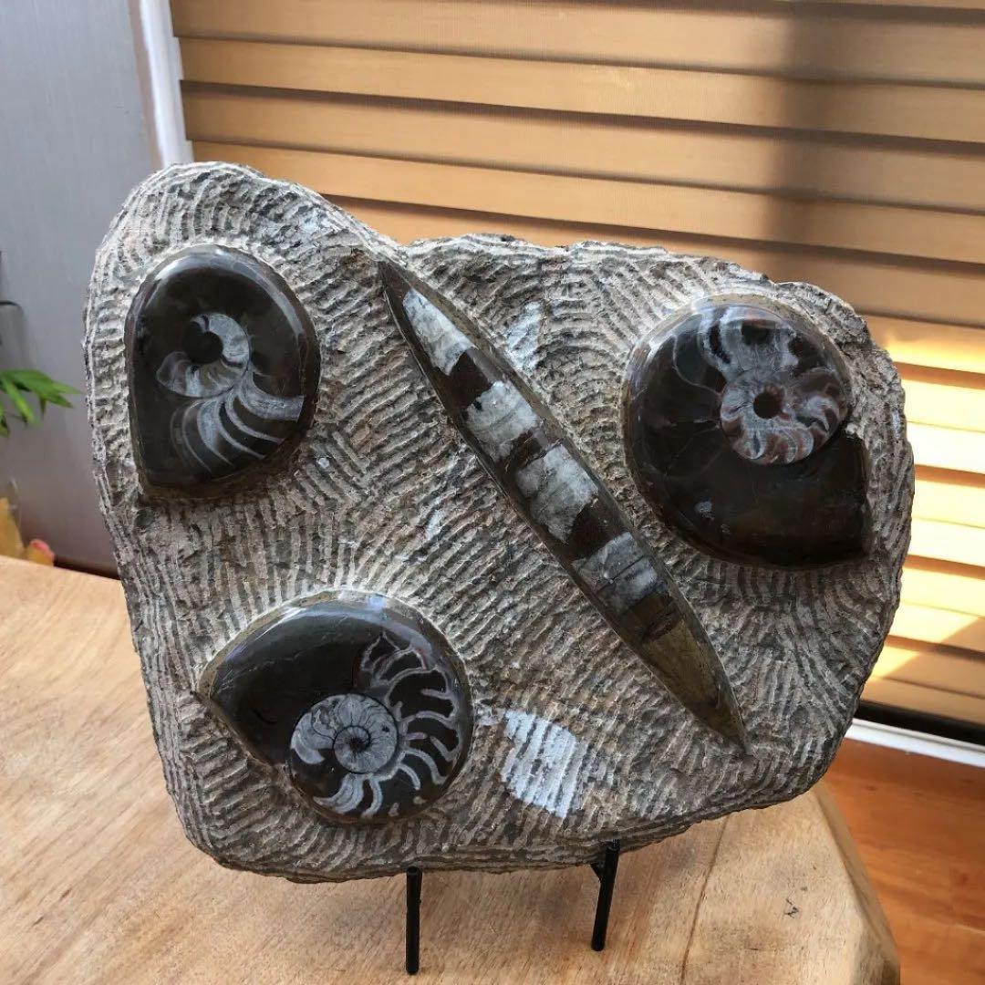 ゴニアタイトアンモナイトと直角石