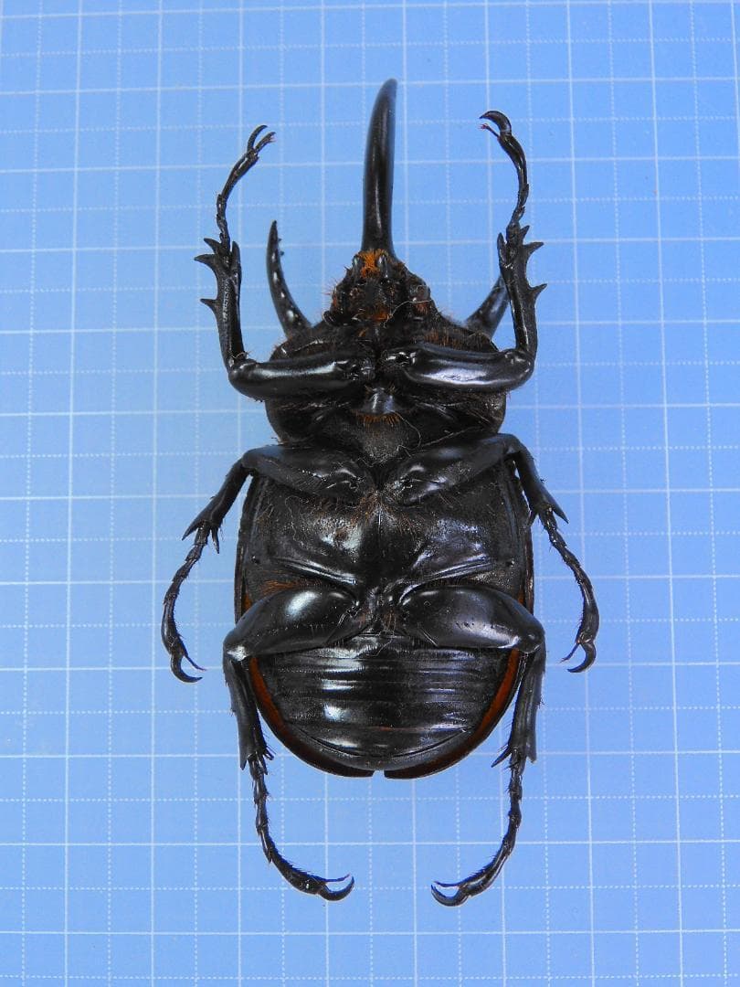 パプア産　サンボンヅノカブト　特大　78mm