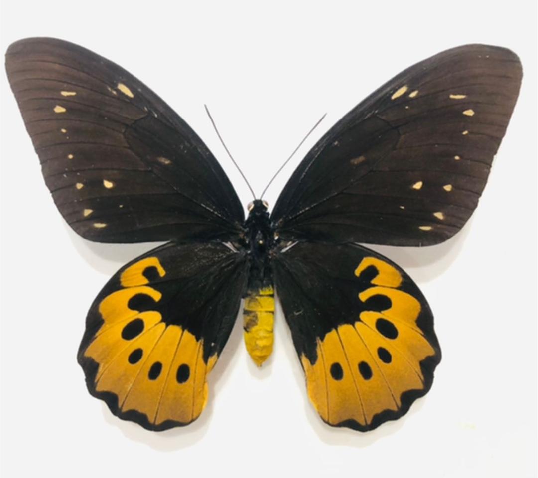 ゴライアストリバネアゲハ！赤紋出現！激レア！