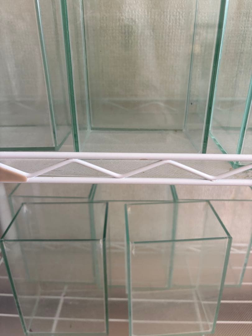 限定値引き　ベタコレクションケースS まとめ売り