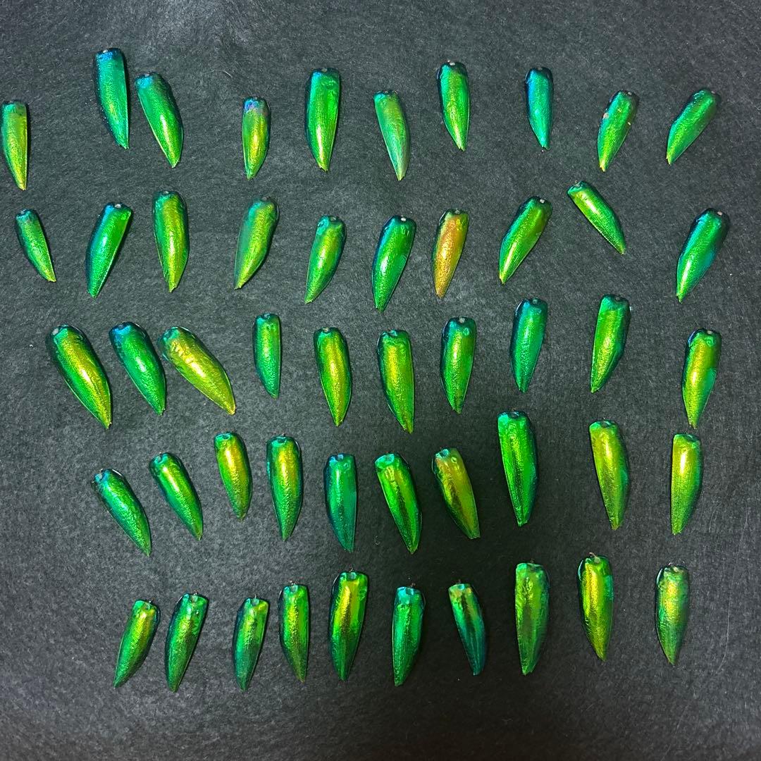 値下げ‼️大特価‼️格安‼️希少　玉蟲の羽2000枚