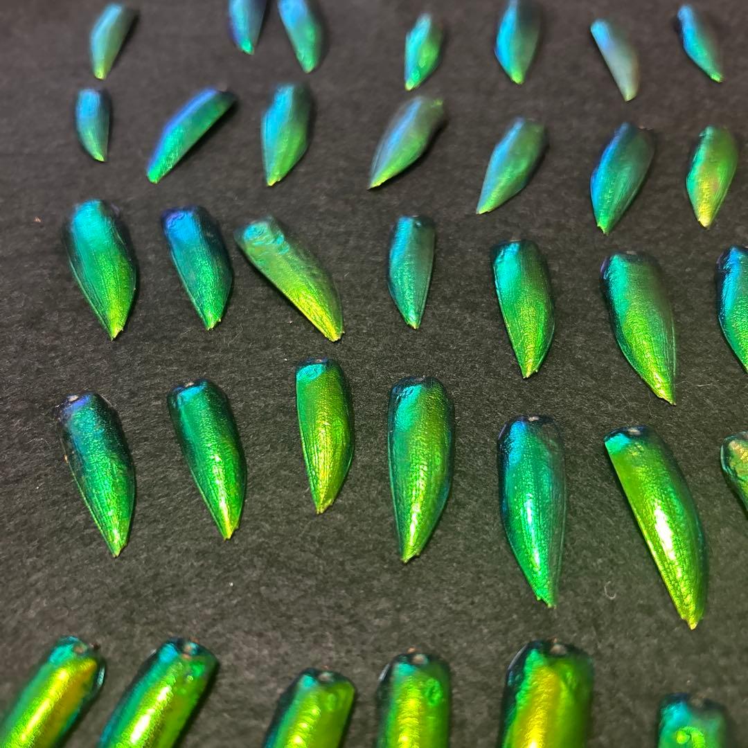 値下げ‼️大特価‼️格安‼️希少　玉蟲の羽2000枚