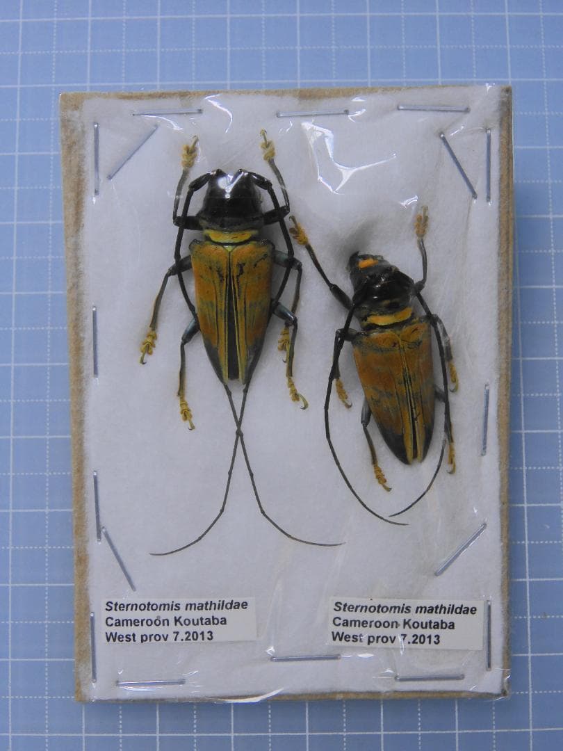 標本 Sternotomis mathildae 26mm 28mm