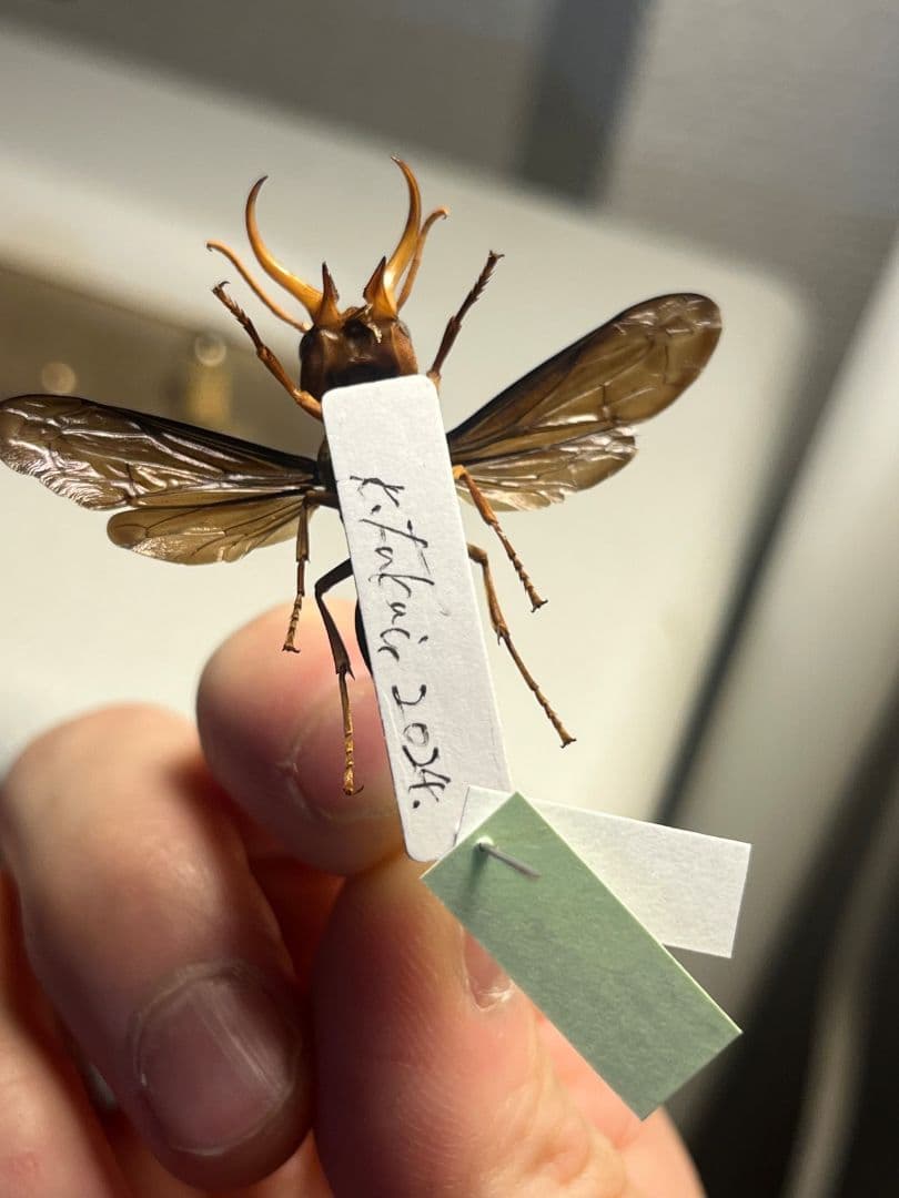 【極美展足】オオキバドロバチ タランチュラホーク バードイータームカデサソリ標本