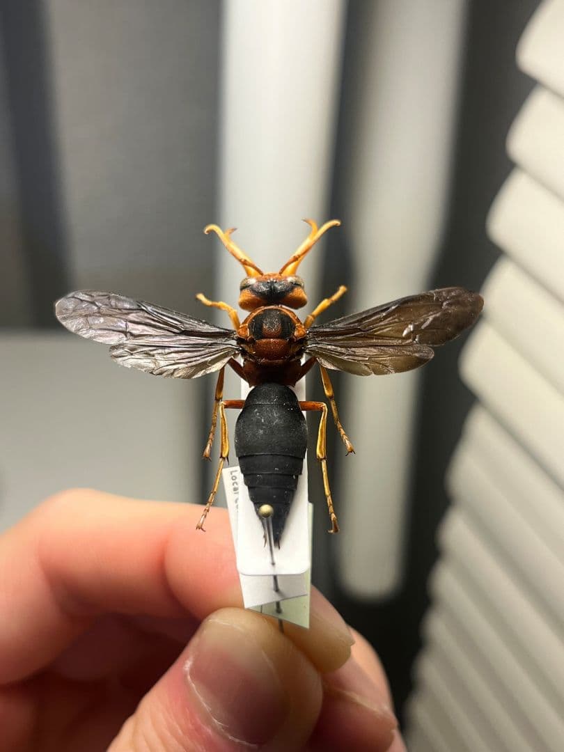 【極美展足】オオキバドロバチ タランチュラホーク バードイータームカデサソリ標本