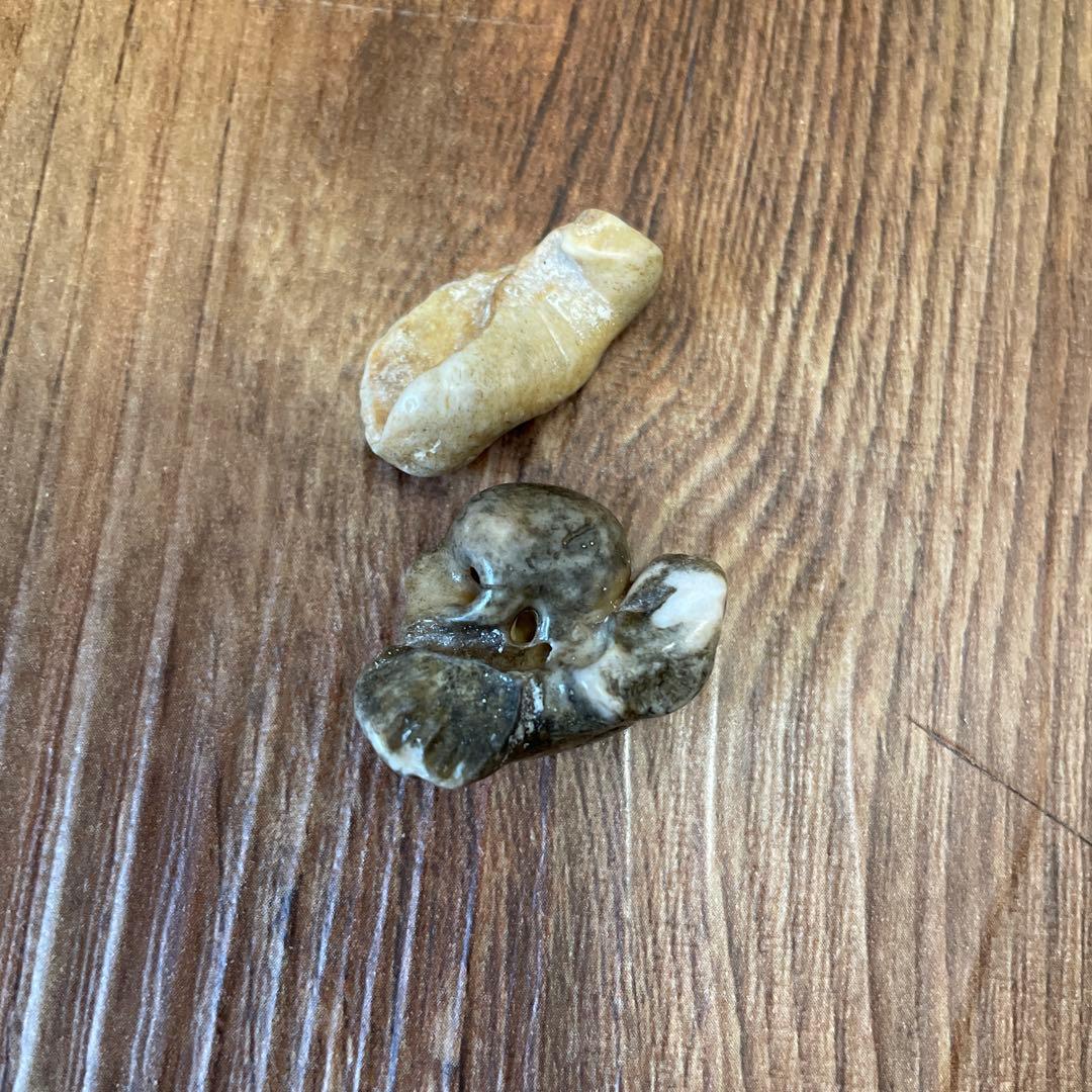 イルカの耳骨　化石