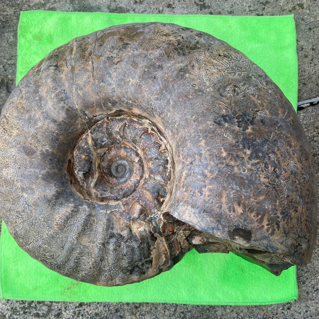 アンモナイト　約32cm