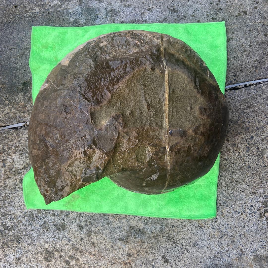 アンモナイト　約32cm