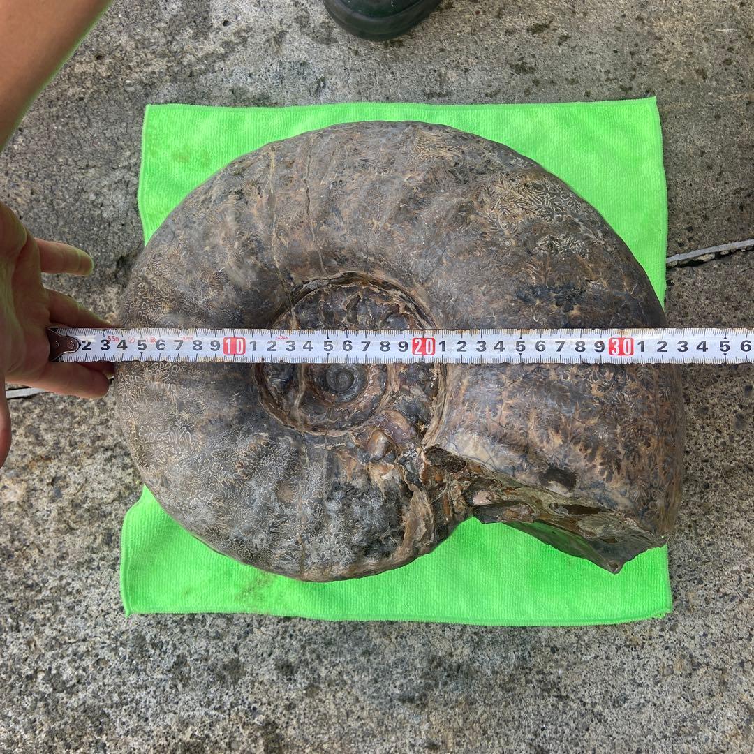 アンモナイト　約32cm