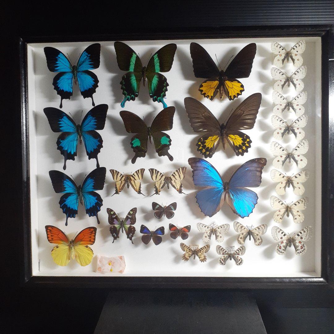 蝶標本　トリバネアゲハ、オオルリアゲハなど19種37頭　大型ドイツ標本箱２箱入り