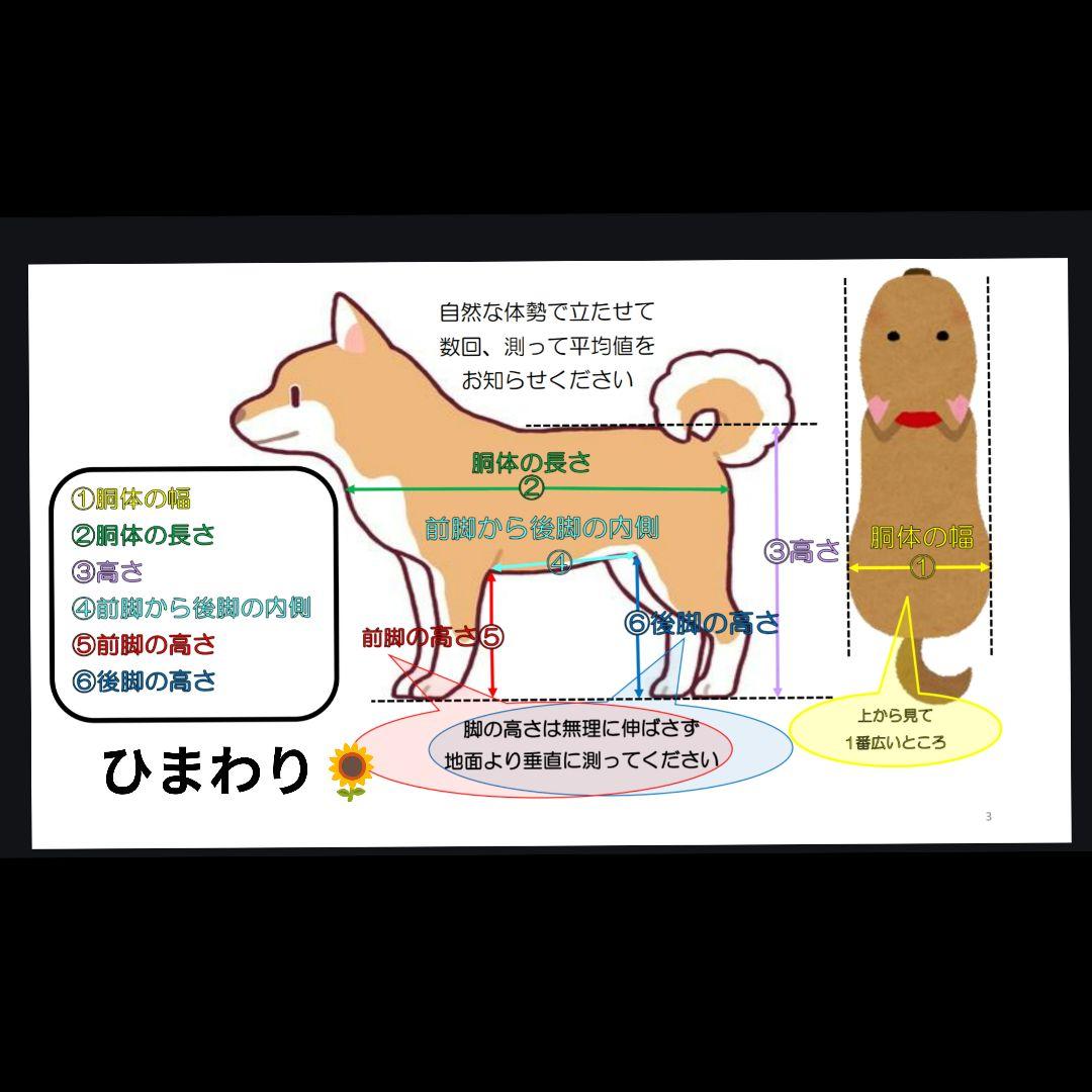 コーギー4輪　リハビリ　食事補助　犬用車椅子　介護用品　犬の歩行器
