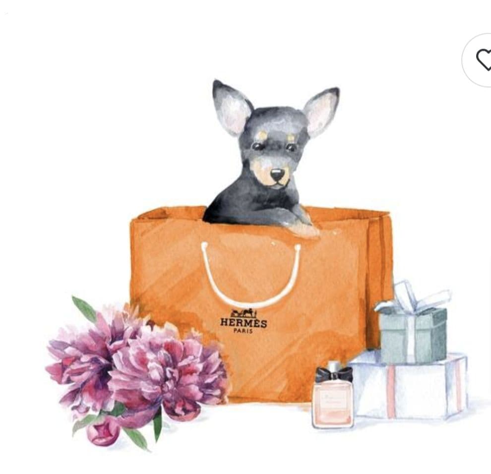 新品 オリバーガル ORANGE CHIC CHIHUAHUA