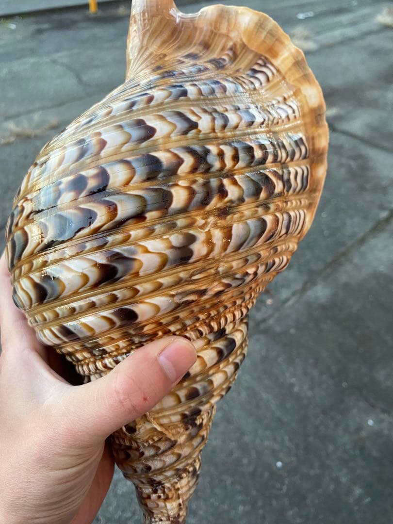 法螺貝　ホラ貝　特大サイズ　36cm 888g 色合いが綺麗　新鮮法螺貝