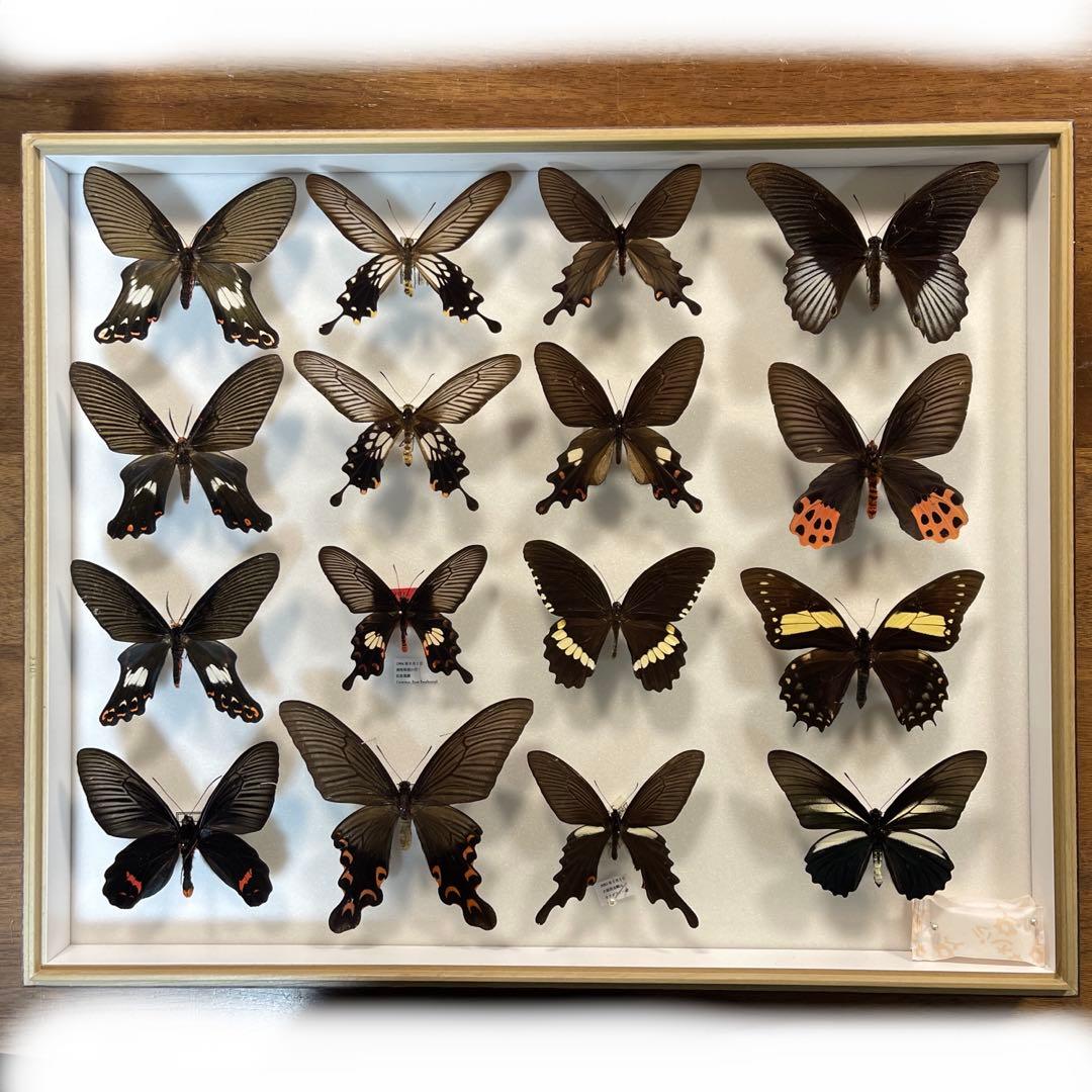 黒いアゲハ蝶各種の標本