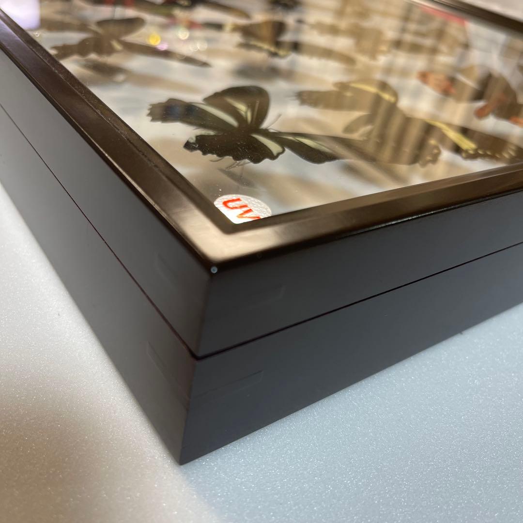 黒いアゲハ蝶各種の標本