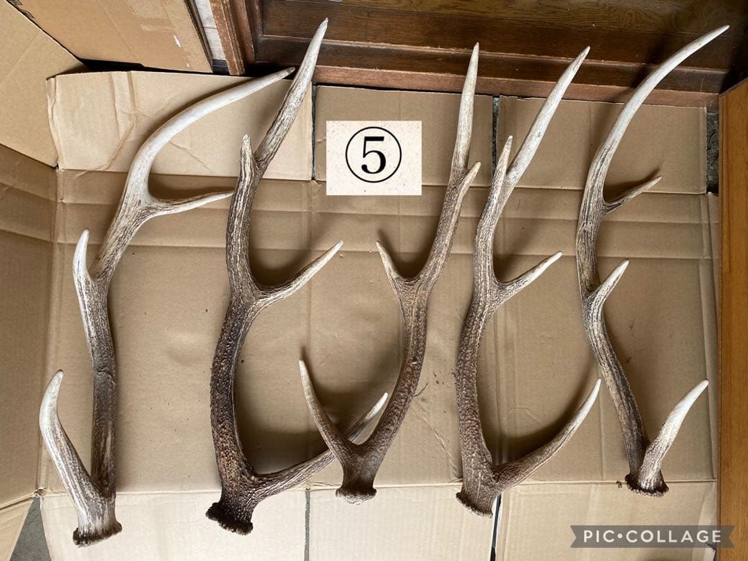 鹿の角 30本