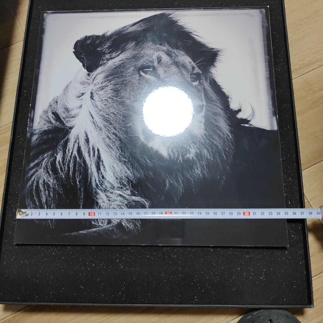 YELLOWKORNER フォトアート　ライオン　アクリルフォト