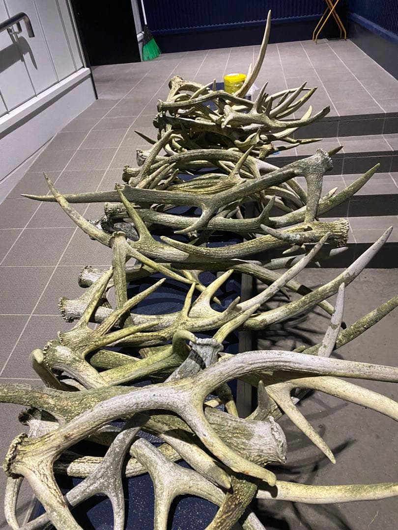 蝦夷鹿のツノ　44本分33.9キロ