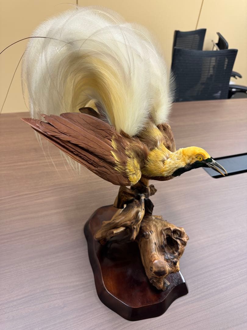 淡*雪様 鳥の標本 極楽鳥　インドネシア　剥製