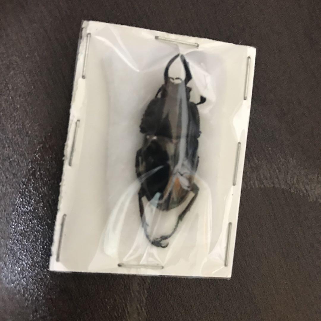 ドウイロクワガタ！！