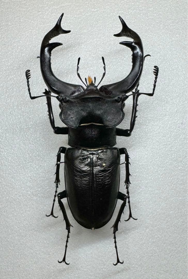 大型良型 ユダイクスミヤマクワガタ 90㎜ 飼育品 標本