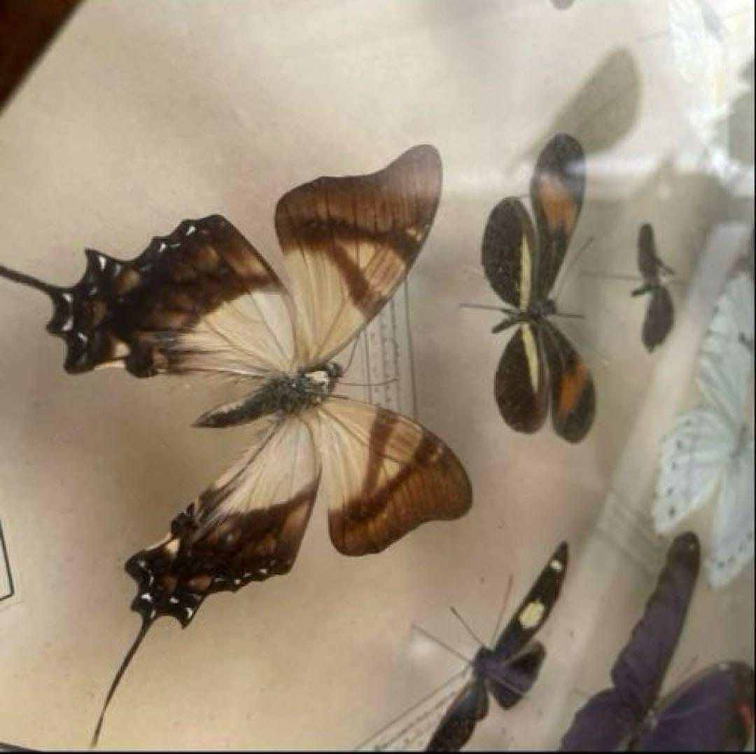 モルフォ蝶　他　アンティーク蝶標本　ヴィンテージ標本　全22種類