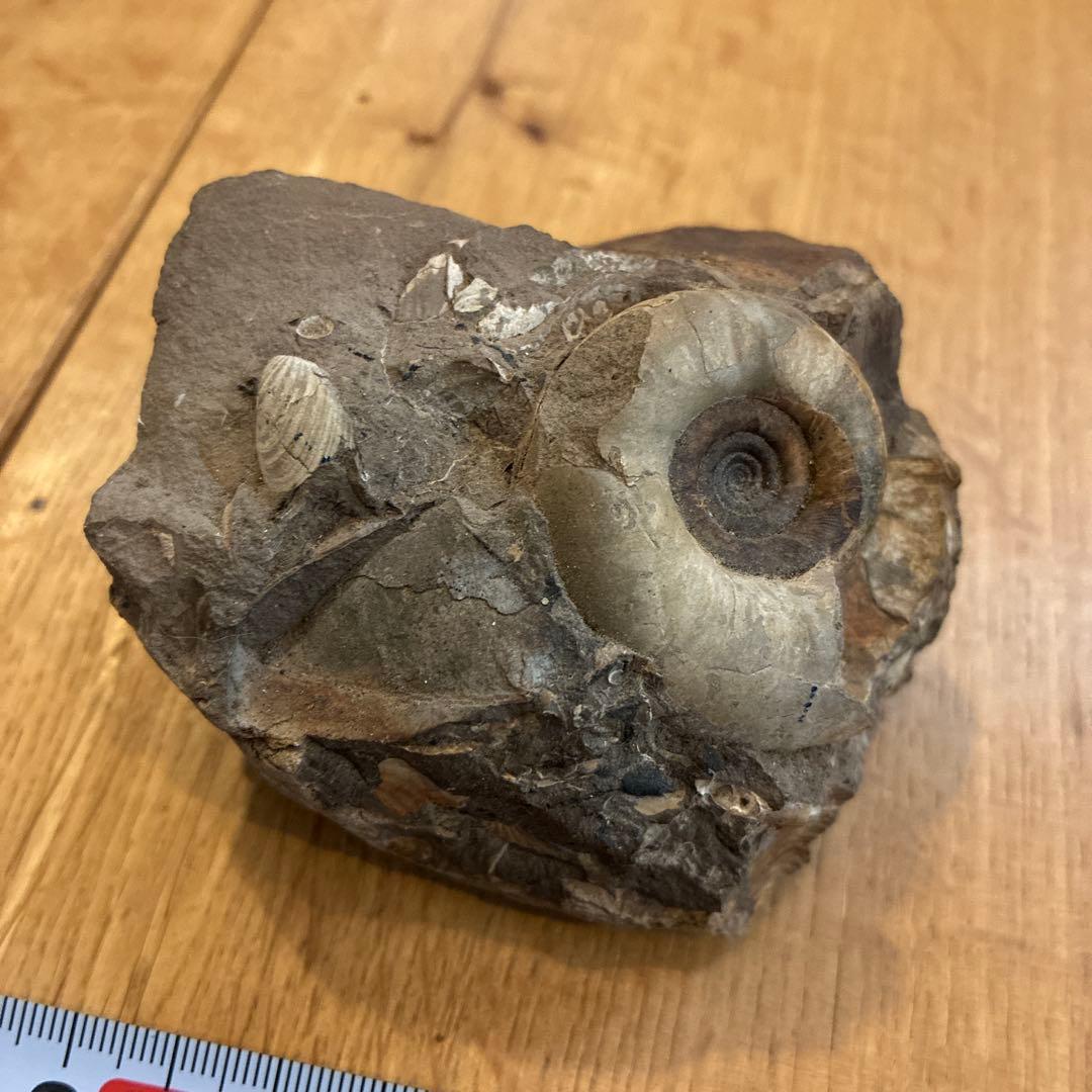 アンモナイト化石 約20cm 1997.8採掘